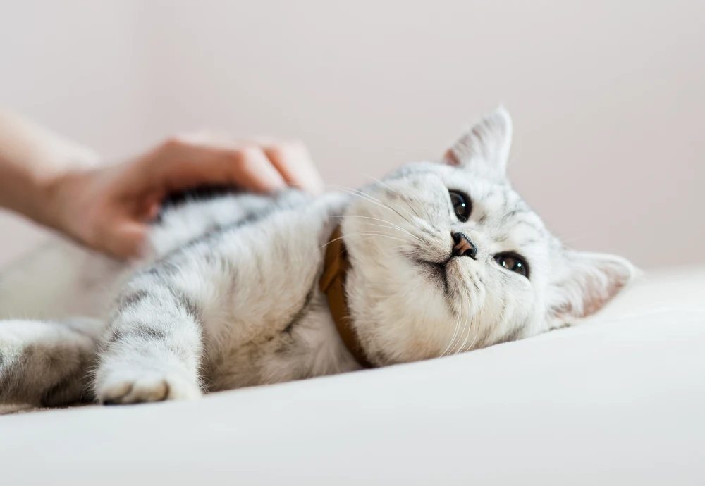 best home camera for pets